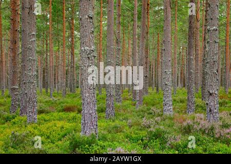 Scotch pine, Scots pine (Pinus sylvestris), pine wood with heath, Switzerland Stock Photo