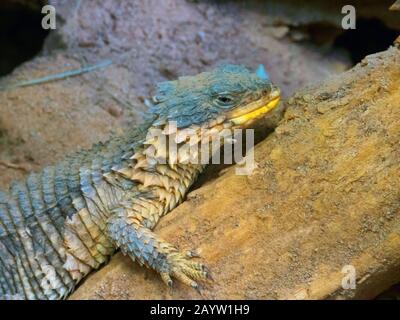 Sungazer, Giant Girdled Lizard, Giant Zonure, Giant Spinytail Lizard ...