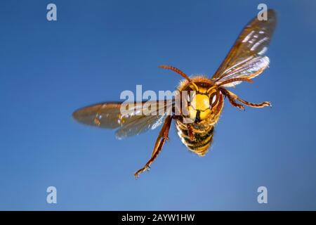 hornet, brown hornet, European hornet (Vespa crabro), flying, front view, Germany Stock Photo