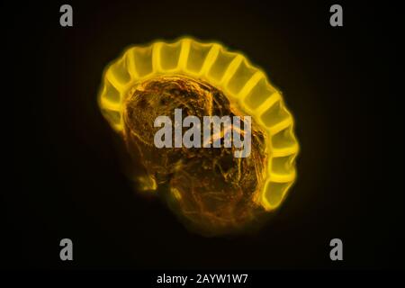 spoangium on the underside of a fern frond, Germany Stock Photo