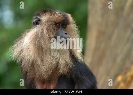 liontail macaque, lion-tailed macaque (Macaca silenus), portrait, Asia Stock Photo