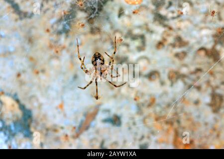 Comb-footed Cellar Spider (Nesticus cellulanus), in its gossamer with young spiders, Germany Stock Photo