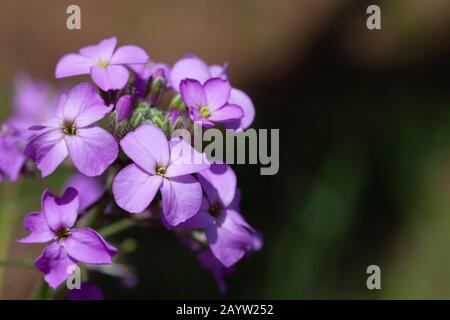 Honesty plant, Annual honesty (Lunaria annua), flowers Stock Photo