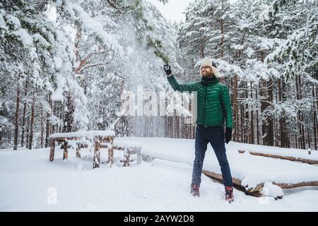 Portrait of smiling bearded male guy dressed in warm clothes, shakes tree covered with snow, has pleased expression, enjoys spending free time or week Stock Photo