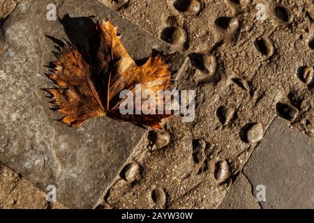Old, wet, weathered maple leaf on stone ground after rain. Stock Photo