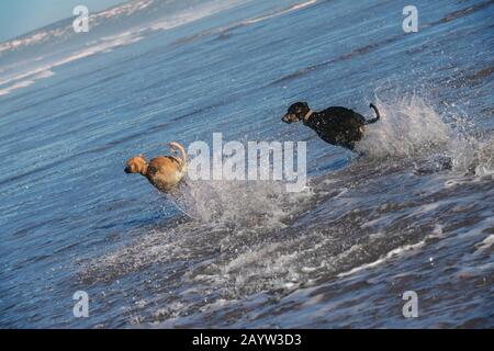 Two Sloughi dogs (Arabian greyhound) run in the water, Atlantic ocean, in Essaouira, Morocco. Stock Photo
