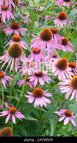 Portrait image of pink echinacea flowers herbal remedy Stock Photo