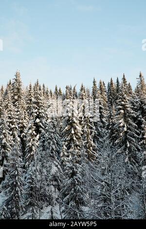 Snow covered forest of Norwegian Spruce trees with clear blue sky in Norway Stock Photo