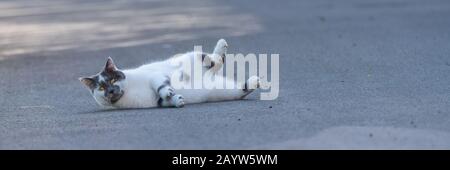 cat lying on the floor, funny animal Stock Photo