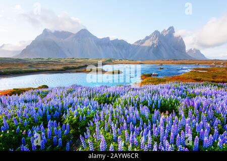 Gorgeous landscape with blooming lupine flowers field near famous Stokksnes mountains on Vestrahorn cape, Iceland Stock Photo