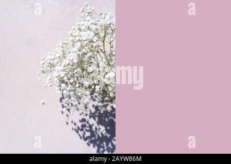 Beautiful bouquet of white flowers with shadows on pastel gray pink concrete background. Concept for wedding party, birthday greeting card. Close up, top view, flat lay, copy space. Soft focus. Stock Photo