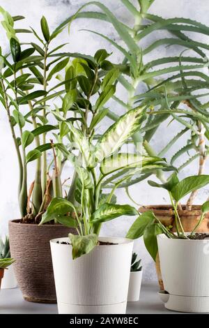 Collection of various plants in different pots. Potted aloe vera, dieffenbachia, cactus, epipremnum and zamioculcas. house plants on blue background Stock Photo