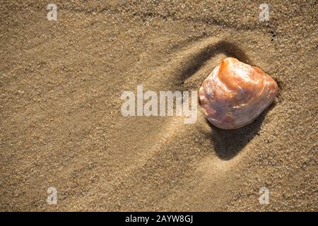 An oyster shell washed up on a sandy beach in the intertidal zone at low tide. Dorset England UK GB Stock Photo
