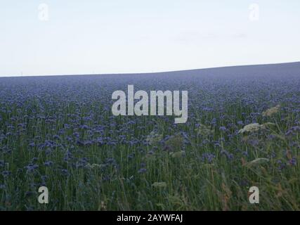 A field of purple Phacelia tanacetifolia growing in a field on the outskirts of St Andrews, Fife, Scotland. Stock Photo