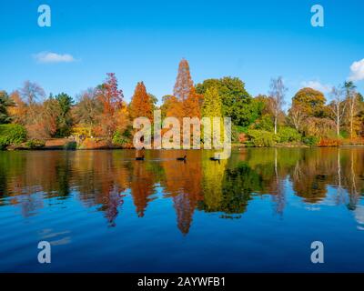 Three ducks swimming in front of an autumn landscape beautiful colored trees over the lake glowing in sunlight. wonderful picturesque background. Stock Photo