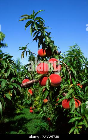 Nectarines in Provence, France Stock Photo