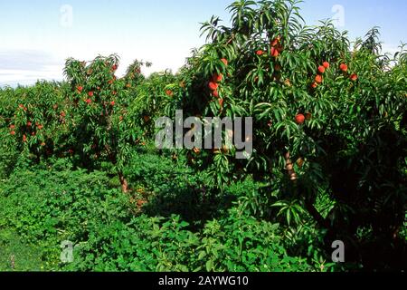 Nectarines in Provence, France Stock Photo