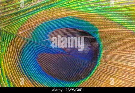 close up of indian peacock colorful tail textures and patterns.peacock tail feathers background. Stock Photo