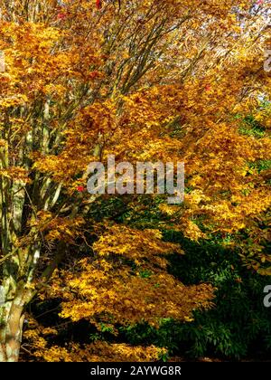 Bright yellow leaves on an Acer tree in autumn. Stock Photo