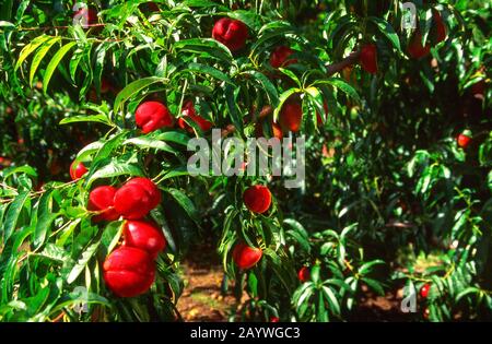 Nectarines in Provence, France Stock Photo