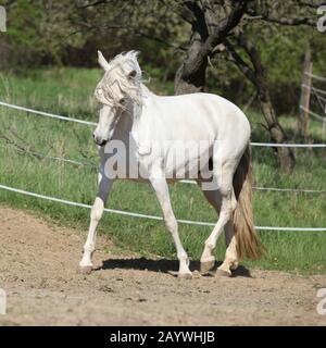 Amazing white andalusian mare in spring paddock Stock Photo