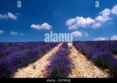Sunrise over fields of lavender in the Provence, France Stock Photo