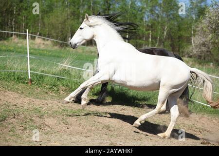 Amazing white andalusian mare in spring paddock Stock Photo