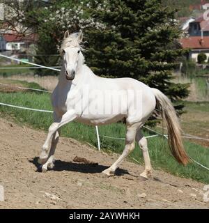 Amazing white andalusian mare in spring paddock Stock Photo