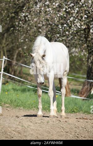 Amazing white andalusian mare in spring paddock Stock Photo