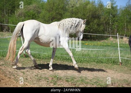 Amazing white andalusian mare in spring paddock Stock Photo