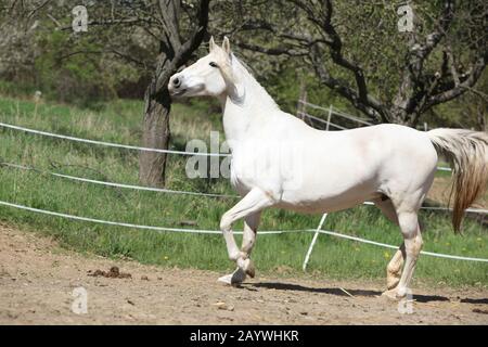 Amazing white andalusian mare in spring paddock Stock Photo