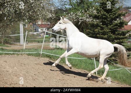 Amazing white andalusian mare in spring paddock Stock Photo