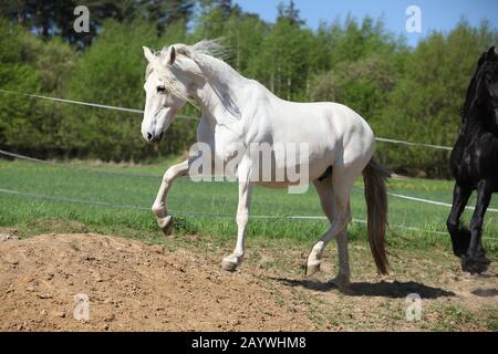 Amazing white andalusian mare in spring paddock Stock Photo