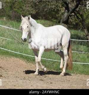 Amazing white andalusian mare in spring paddock Stock Photo