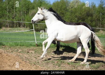 Amazing white andalusian mare in spring paddock Stock Photo