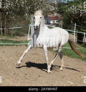 Amazing white andalusian mare in spring paddock Stock Photo