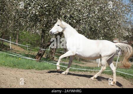 Amazing white andalusian mare in spring paddock Stock Photo