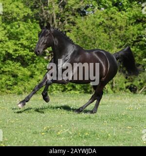 Amazing black dutch warmblood running on pasturage Stock Photo