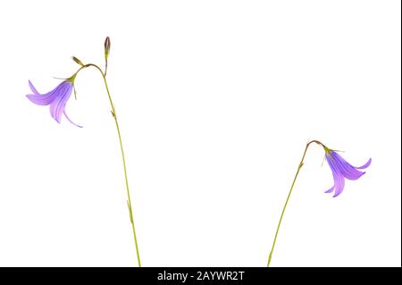 Bellflowers (Campanula patula) isolated on white background. Stock Photo