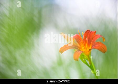 Red Daylily flower, blurred background, beautiful bokeh. Red daylily Hemerocallis flower closeup. Stock Photo