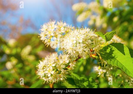 Spring flowers. White flowers of blooming bird cherry tree - in Latin Prunus maackii, also Padus maackii. Selective focus at the central flowers Stock Photo