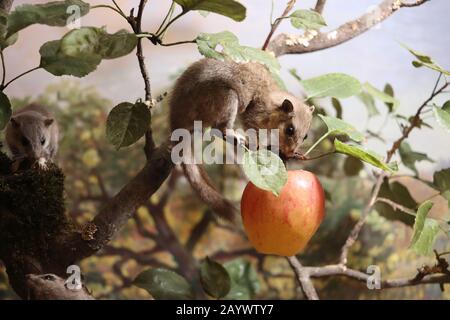 Edible dormouse (Glis glis) eating an apple. (Diorama an the MNH in Neuchâtel) Stock Photo