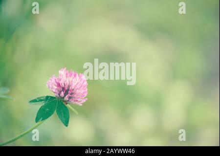 Red clover (Trifolium pratense) flower Stock Photo
