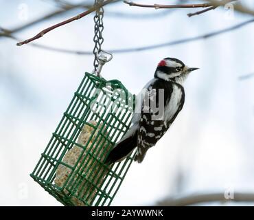 Male Downy Woodpecker, Picoides pubescens, on  suet feeder Stock Photo