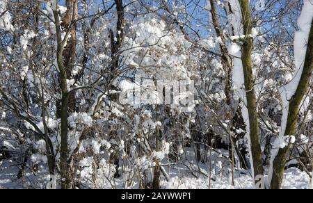 Heavy snow clinging to tree trunks and branches in forest Stock Photo