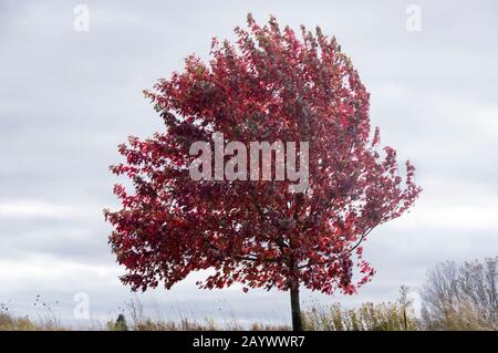 Red Maple,Acer rubrum tree in strong autumn wind. Stock Photo