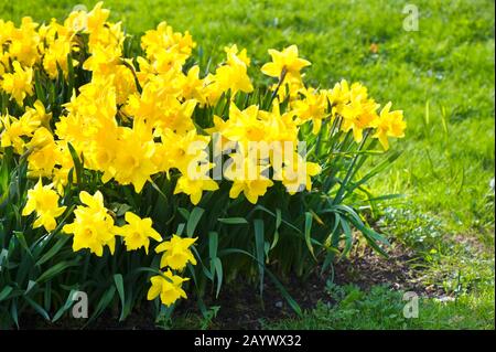 Yellow daffodils in spring garden. Focus on foreground flowers, shallow dof. Stock Photo