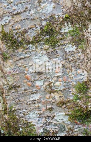 Closeup detail of Alder tree bark, Alnus glutinosa, Wales, UK Stock Photo