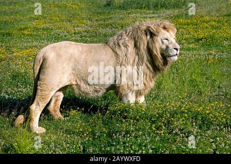 WHITE LION panthera leo krugensis Stock Photo