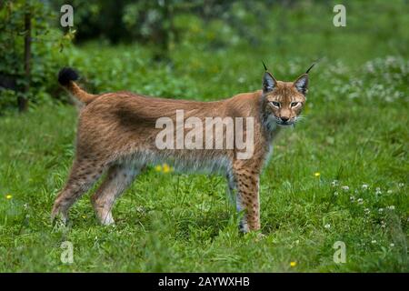 SIBERIAN LYNX lynx lynx wrangeli Stock Photo